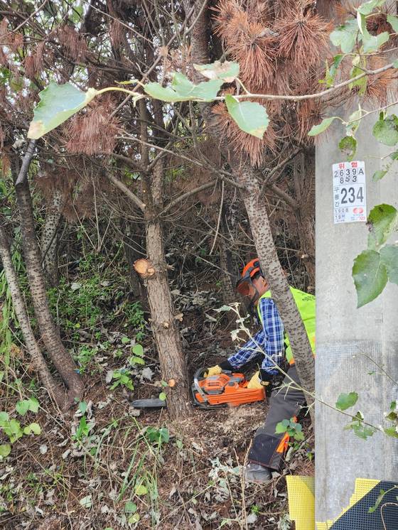 지난 22일 경북 포항시 남구 구룡포읍 한 도롯가에서 포항시 산림병해충 예찰방제단 관계자들이 소나무재선충병 감염 고사목 제거 작업을 하고 있다. 김정석 기자