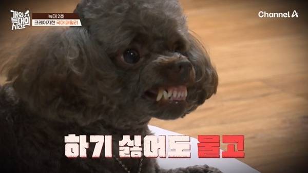채널A ‘개와 늑대의 시간’ 캡처