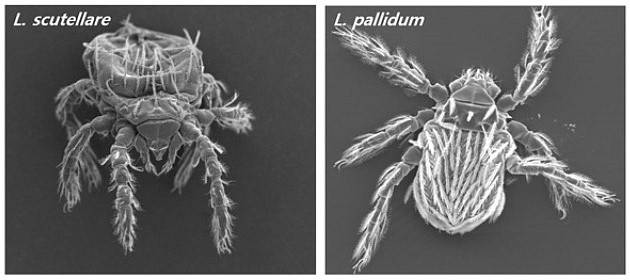 쯔쯔가무시증의 주요 매개 털진드기종인 활순털진드기(왼쪽)와 대잎털진드기. 질병관리청 제공