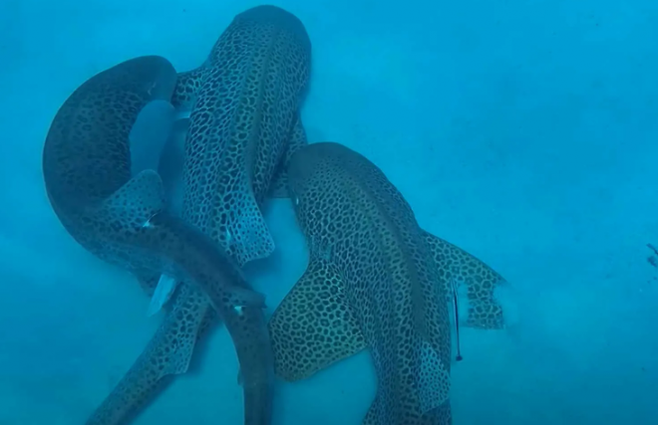 호주 선샤인코스트대 후고 라수스 박사는 퀸즐랜드 해안 서쪽에 있는 프랑스령 뉴칼레도니아 해안에서 스노클링 조사 중 야생 표범상어 세 마리가 동시에 짝짓기하는 것을 발견하고 이를 촬영하는데 성공했다. 라수스 박사 제공