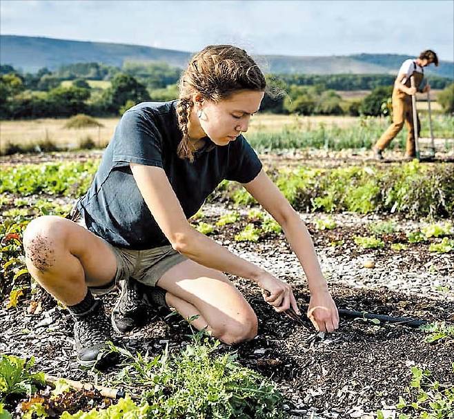 최근 유럽에서 인공 비료를 쓰지 않고 나뭇조각이나 볏짚을 덮어 잡초 성장을 억제하는 '재생 농업'이 유행하고 있다. 사진은 재생 농업 방식으로 밭을 가꾸는 모습. /게티이미지코리아