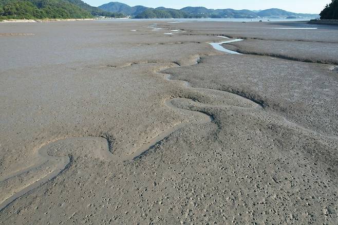 전남 여수시 갯벌 해양보호구역의 전경. 갯벌 위로 농게와 짱뚱어가 돌아다니고 있다. 녹색연합 해양환경기록단