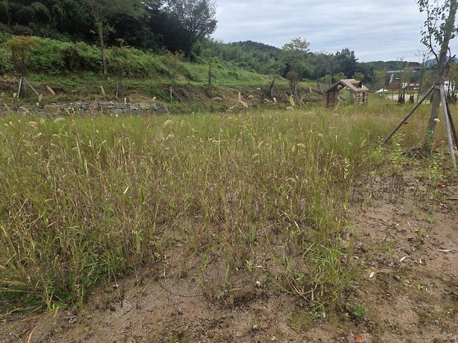 국립정원문화원 내 정원 전시 공간. 성인 허리춤까지 자란 잡초들이 전시 공간을 가득 채우고 있다. /김재환 기자
