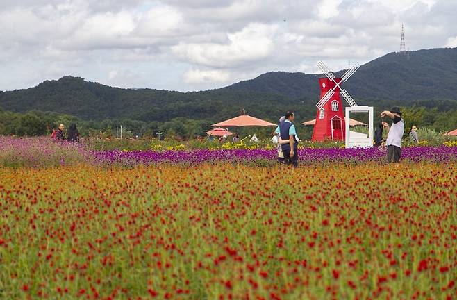 양주 나리공원의 천일홍 군락지. <사진=경기관광공사 제공>