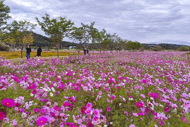 여주 당남리섬 코스모스. <사진=경기관광공사 제공>