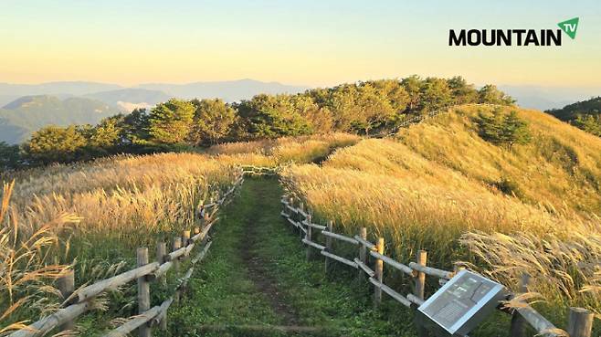 본격적인 가을산행 계절을 맞아 마운틴TV가 가을산행지를 소개했다. 사진은 억새 물결로 물드는 가을 민둥산 전경. /사진=마운틴TV 제공