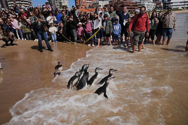 [푼타델에스테=AP/뉴시스] 24일(현지 시간) 우루과이 푼타델에스테 해변에서 방사된 마젤란펭귄들이 바다로 향하고 있다. 이 펭귄들은 재활 치료로 건강을 회복한 후 방사됐다. 2025.09.25.