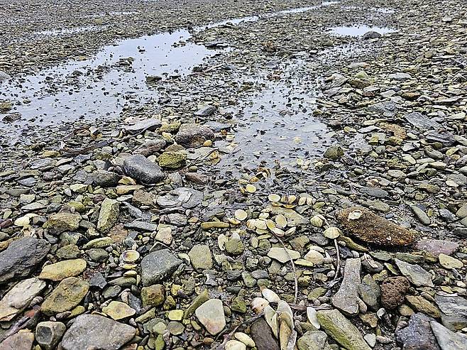 지난 8일 찾은 완도군 금당도의 갯벌. 과거 진흙이 많았던 이곳은 사질화가 진행되면서 자갈과 모래로 가득찼다. 해수 흐름마저 변한 탓에 갯골에 물이 고여 썩어가는 모습 최류빈기자 rubi@mdilbo.com