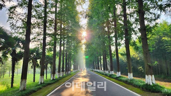 후앙하이 선린 궁위안 입구 도로에는 메타세쿼이어 나무가 도열해 있다.