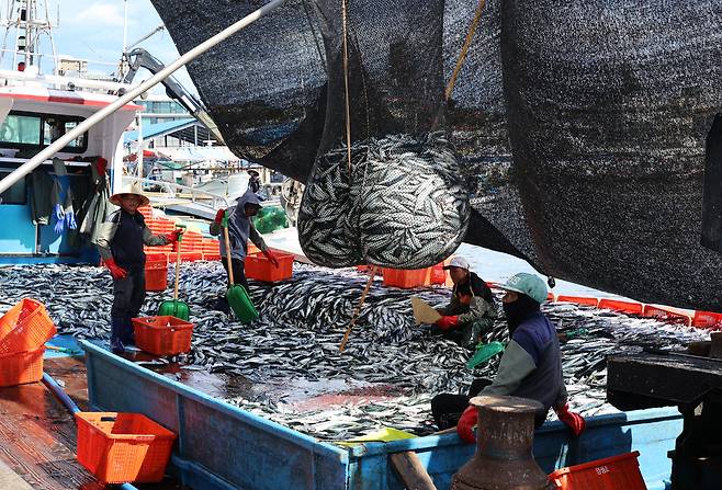 강원 강릉시 주문진항에서 선원들이 배에 잡아 온 고등어를 옮기고 있다.[연합]