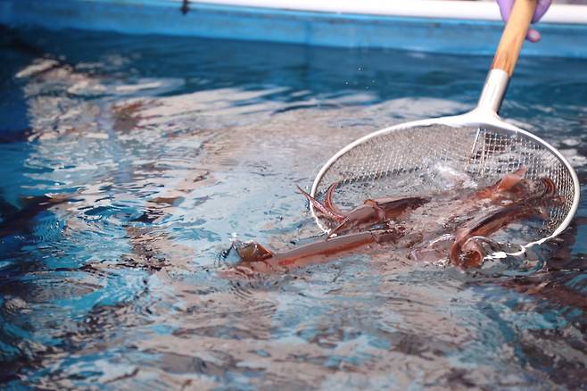 강원 속초시 동명동 오징어 난전의 한 점포 수조가 오징어로 가득 차 있다.[연합]