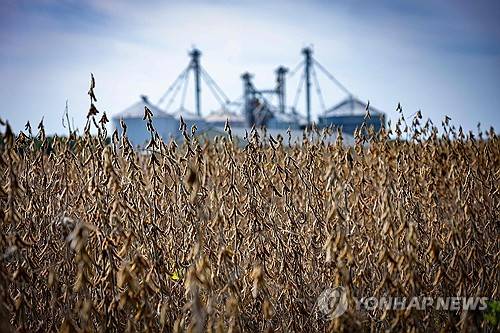 수확을 기다리는 미국 대두 [AFP=연합뉴스]