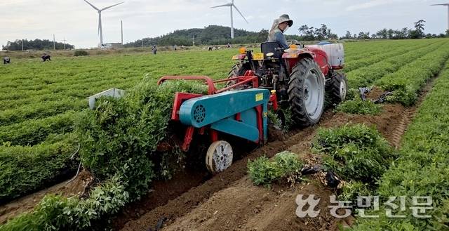 전남 신안군 자은면 백산리 땅콩밭에서 농민 배영주씨가 굴취기로 ‘해올’ 땅콩을 수확하고 있다.