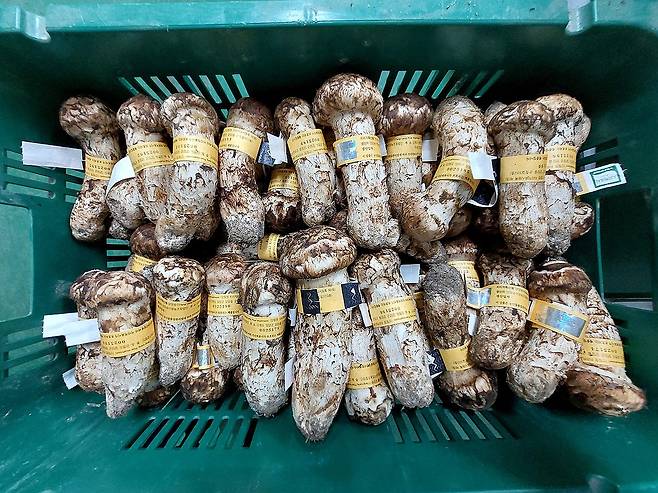 분류 작업 완료된 양양 송이 [연합뉴스 자료사진]