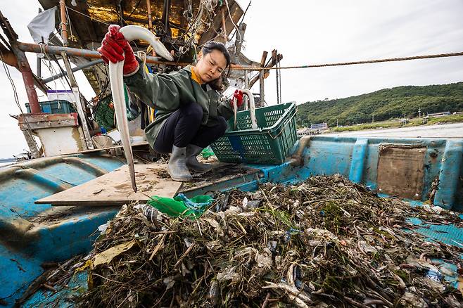 지난 22일 한강 하구에 있는 김포 전류리 포구 고깃배에서 조유미 기자가 그물에 걸린 뱀장어를 골라내고 있다. /이건송 영상미디어 기자