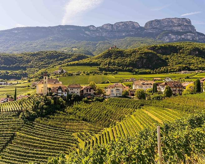 알토 아디제의 포도밭 풍경. 산의 경사에 기대 계단식으로 포도나무를 심어 키운다. 저 멀리 깎아지는듯한 절벽 봉우리가 보인다. 겉면이 하얀 것은 석회암과 같은 탄산염암의 일종인 돌로마이트로 이루어졌기 때문이다. [사진=전형민 기자]