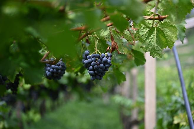 그린 하베스트한 스키아바 포도송이의 모습. 역삼각형인 포도송이의 밑단을 일찌감치 잘라내어 과실의 농도가 분산되는 것을 막았다. [사진=전형민 기자]