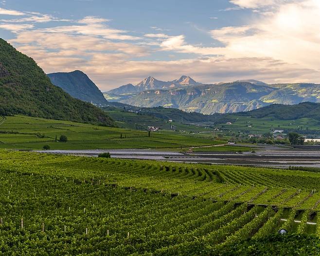 알토 아디제 지역 포도밭의 풍경. 저 멀리 우뚝 솟은 돌로미티에 어렴풋이 석양이 지고 있다. [사진=전형민 기자]