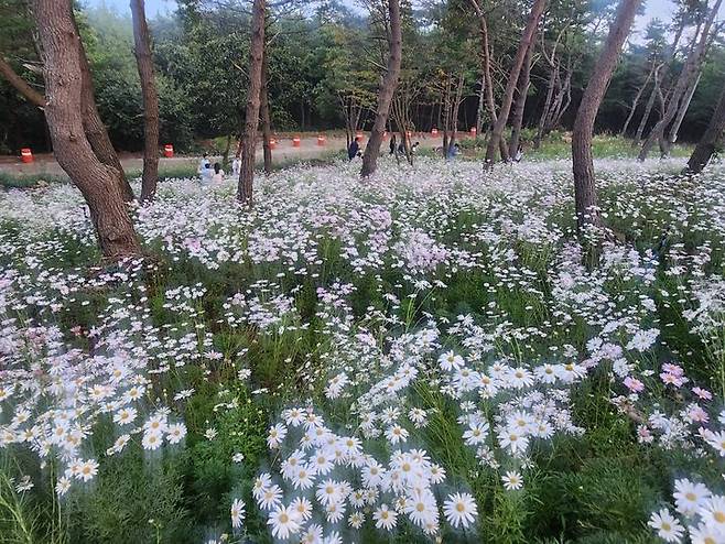 [거창=뉴시스]  27일 오전 7시 경남 거창군 감악산 별바람언덕 꽃별여행 축제애 많은 관광객들이 구절초 국화에 흠뻑 빠져 있다. 2025. 09. 27. shw1881@newsis.com *재판매 및 DB 금지