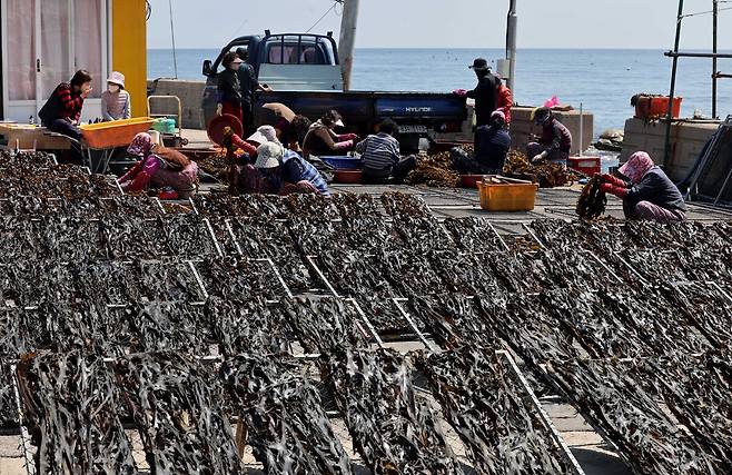 지난 5월 8일 오전 영덕군 영덕읍 창포리 해변에서 어민들이 자연산 미역을 말리고 있다. /경북매일DB