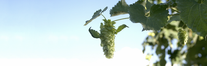 삿포로 맥주 원료개발연구소에서 키우는 홉. 삿포로 맥주.