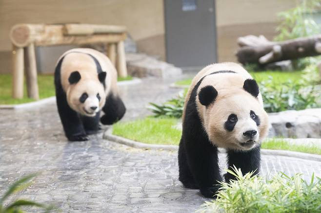 국내에서 태어난 최초의 쌍둥이 판다인 루이바오, 후이바오를 위한 새로운 보금자리가 오픈한다.  삼성물산 리조트부문(사장 정해린) 에버랜드는 추석 연휴가 시작하는 다음달 3일, 루이바오와 후이바오가 지낼 ‘판다 세컨하우스(Panda 2nd House)’가 일반에 공개된다고 28일 밝혔다.  사진은 판다 세컨하우스에서 지내는 에버랜드 쌍둥이 판다 루이바오와 후이바오. 에버랜드 제공