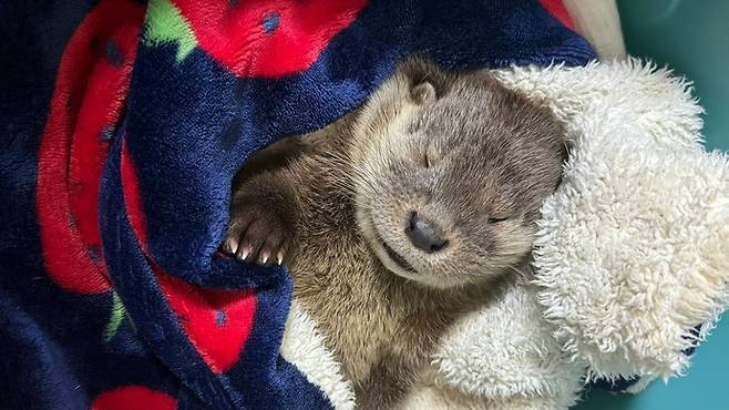 경기도 야생동물구조관리센터가 위험에 처한 수달을 구조한 모습. 사진=경기도청