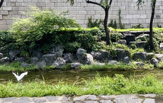 서울 종로구 청계천을 한가롭게 거닐고 있는 쇠백로. 문희철 기자