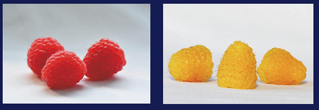 라즈베리. [사진출처 = SP아그리]