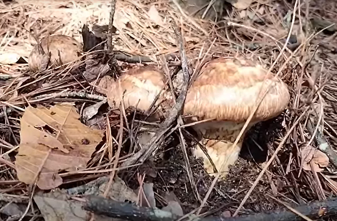 송이버섯.[탐암약초 유튜브 채널 갈무리]