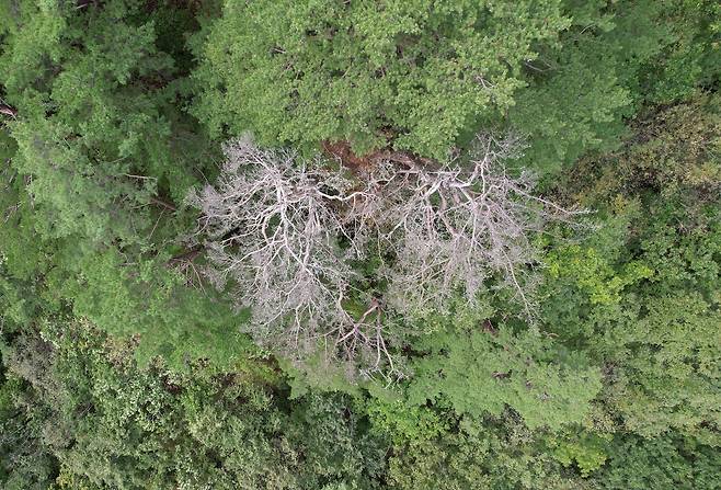 경상북도 울진 소광리 소나무의 집단 고사 모습.[녹색연합 제공]