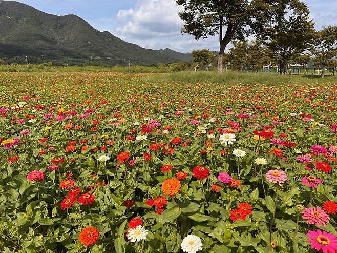 [양산=뉴시스] 황산공원 중부광장에 알록달록한 백일홍이 만개해 있다. (사진=양산시 제공) 2025.09.30. photo@newsis.com *재판매 및 DB 금지