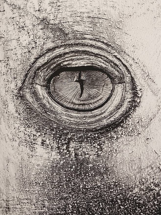 대구사진비엔날레 본전시에 출품된 싱가포르 작가 로버트 자오의 근작 ‘5그루의 알비지아’ 연작 중 일부. 싱가포르 시내에서 자라는 외래종 수목 알비지아의 세부가 사람의 눈과 피부처럼 포착되었다. 노형석 기자