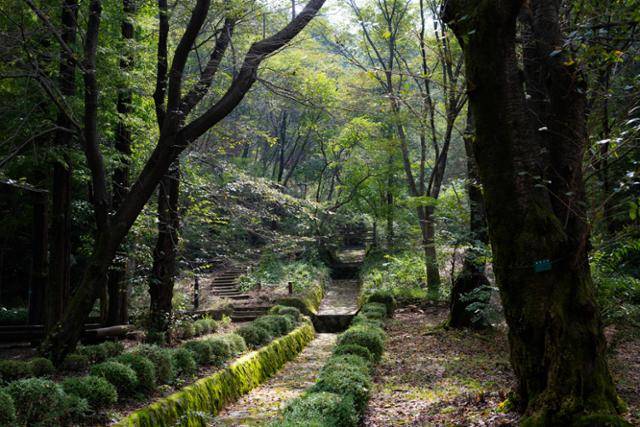 서울대학교 관악(안양)수목원 진달래길에서 바라본 숲. 서울대 수목원은 정돈되기보다는 다소 거칠다.
