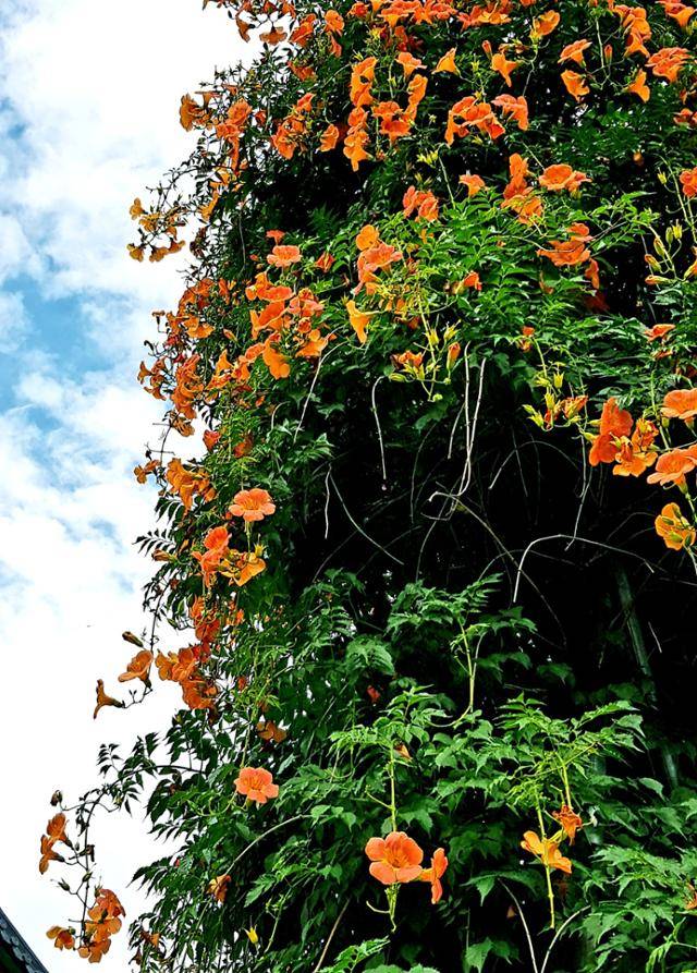 능소화 ⓒ서효원