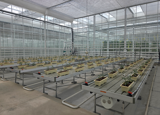 경상북도 상주 스마트팜혁신밸리 내에 위치한 에코프로에이치엔의 온실에서 소형 DAC 설비를 활용해 토마토를 기르고 있다. /에코프로에이치엔