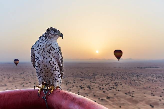 두바이 사막투어는 매를 가까이에서 관찰할 수 있는 특별한 경험을 제공한다. 사진제공|VisitDubai