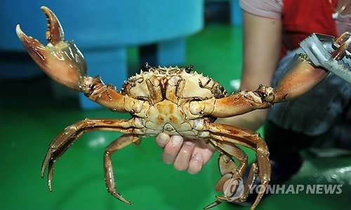 부산청게로 불리는 톱날꽃게 [연합뉴스 자료사진. 재배포 DB 금지]