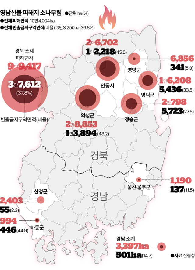 산불 피해를 입은 나무도 가구를 만들거나 건축자재로 쓸 수 있는 제재목이 될 수 있지만, 소나무재선충병이 도는 지역(소나무류반출금지구역)의 소나무는 예외다. 병을 옮기는 매개충보다 작은 크기로 파쇄된다. 지난 봄 영남 산불 피해지역에서 그 대상 소나무 면적이 36.8%를 차지한다. 그래픽 이지원 기자