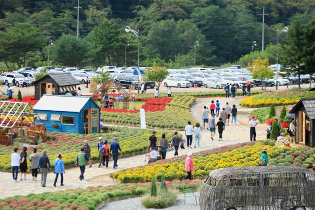 ▲ 지난 달 27일 강원 인제군 북면 용대리에서 ‘인제 가을꽃축제’가 개막해 관광객들이 꽃길을 거닐며 가을 정취를 만끽하고 있다. 연합뉴스