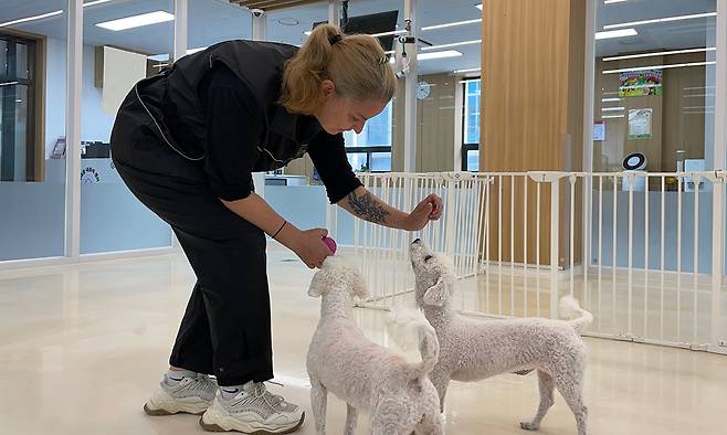 9월 30일 서울 서대문구 ‘내품애센터’에서 반려동물 관리사 마리나가 흰색 비숑 몽실·코코와 공놀이를 하고 있다.