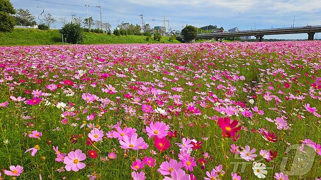 25일 전남 나주 영산강 둔치에 조성된 코스모스 꽃단지가 가을 하늘과 어우러져 장관을 이루고 있다.(나주시 제공, 재배포 및 DB 금지)2025.9.25/뉴스1