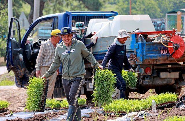 지난 6월 24일 캄보디아 출신 계절근로자들이 충북 괴산군 연풍면의 한 농가에서 옥수수 파종과 순 제거 작업을 하고 있다. 사진은 해당 기사와 직접적인 관련이 없음. / 뉴시스