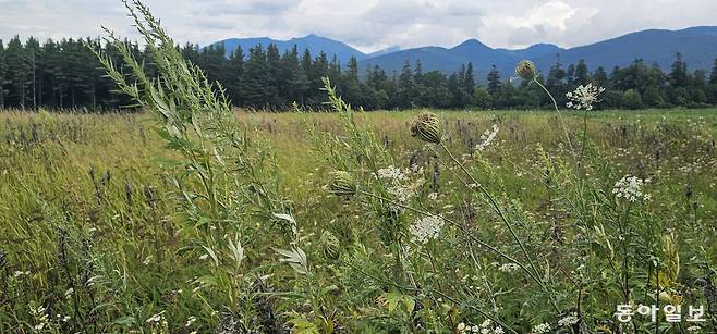 홋카이도의 전원. 김선미 기자 kimsunmi@donga.com