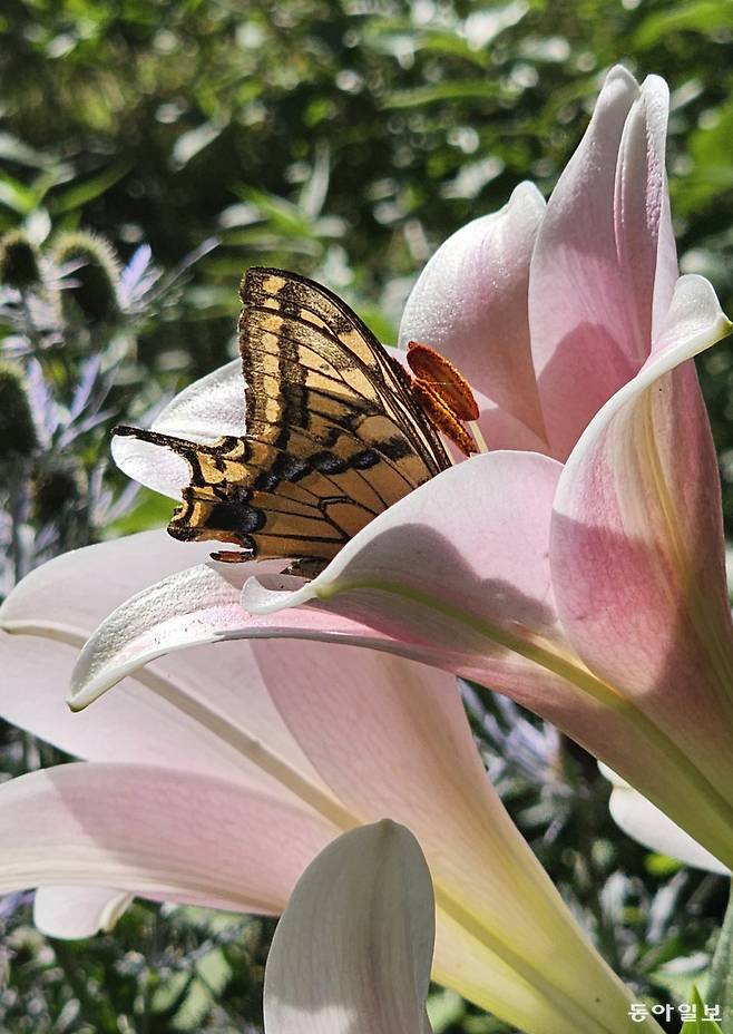 ‘꽃 반, 나비 반’이라고 할 수 있을만큼 나비가 많았던 다이세쓰모리노가든. 김선미 기자 kimsunmi@donga.com