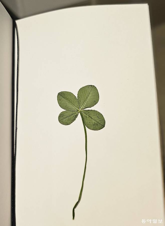 함께 여행한 분이 선물로 건넨 네 잎 클로버. 우리 모두가 서로에게 선물이 되는 여행이었기를 바랍니다. 감사합니다. 김선미 기자 kimsunmi@donga.com