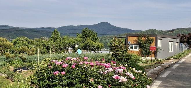 5월 중순이 되자 작약이 꽃 망울을 터뜨렸다.
