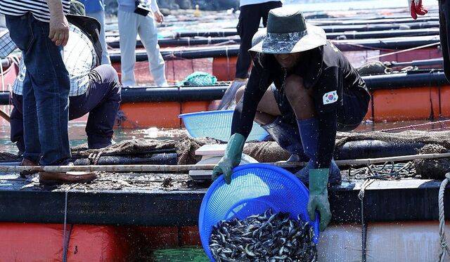지난 7월 30일 오전 전남 여수 가막만 한 가두리양식장에서 작업자들이 치어를 방류하고 있다. 연합뉴스
