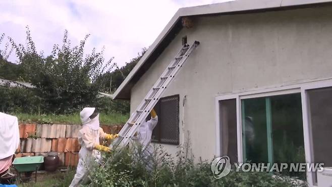 말벌 벌집 제거 [연합뉴스TV 제공]