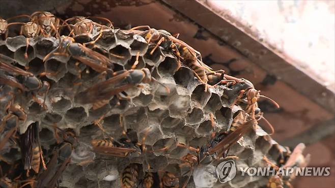 쌍살벌의 벌집 연합뉴스TV 화면 캡처. 작성 이충원(미디어랩)